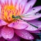 the Odonata species insects perching on the wet colorful lotus flower petals.