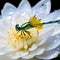 the Odonata species insects perching on the wet colorful lotus flower petals.