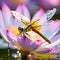 the Odonata species insects perching on the wet colorful lotus flower petals.