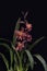 Odontioda Stirbic orchid. Cochlioda x Odontoglossum . Orchids flowers on banch on black background. Flowers of