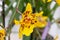 Odontoglossum orchid in yellow