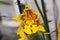 Odontoglossum orchid in yellow