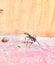 Odontomachus srilankan ants