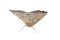 Odontopera bidentata moth on white