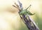Odontura aspericauda grasshopper or scrub cricket of mimetic green color with white lines just in the molt of its keratin cuticle