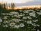 Odorless chamomile on the background sunset