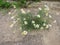 Odorless chamomile grew in the asphalt