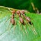 Oecophylla smaragdina (common names include Weaver Ant, Green An