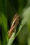 Oedaleus abruptus grasshopper perching on grass leaf