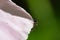 a Oedemera femorata feeding on a rose