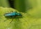 Oedemera nobilis female