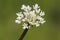 Oenanthe cf crocata water dropwort toxic white-flowering shrub that appears near streams and bodies of water