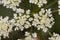 Oenanthe crocata Hemlock Water Dropwort Umbelliferae of small clustered white flowers and delicate lobed green leaves on blur