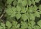 Oenanthe crocata Hemlock Water Dropwort Umbelliferae of small clustered white flowers and delicate lobed green leaves on blur