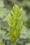 Oenanthe crocata Hemlock Water Dropwort Umbelliferae of small clustered white flowers and delicate lobed green leaves on blur