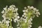 Oenanthe crocata Hemlock Water Dropwort Umbelliferae of small clustered white flowers and delicate lobed green leaves on blur