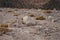 Oenanthe monacha bird on a stone. The hooded wheatear, Oenanthe monacha, is a wheatear, a small insectivorous passerine.