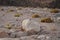 Oenanthe monacha bird on a stone. The hooded wheatear, Oenanthe monacha, is a wheatear, a small insectivorous passerine.