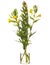 Oenothera biennis common evening-primrose or evening star in a glass vessel on a white background