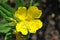 Oenothera biennis common evening-primrose, evening star, sun drop yellow blooming flower, top view