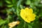 Oenothera biennis common evening-primrose flower