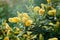 Oenothera, Candle at night, common names for large-flowered evening primrose and red-white evening primrose, soft focus