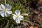 OENOTHERA CESPITOSA BLOOM - BALDWIN LAKE ER - 061520 A