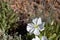 OENOTHERA CESPITOSA BLOOM - BALDWIN LAKE ER - 061520 D