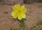 Oenothera drummondii blossom