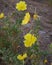 Oenothera drummondii blossom