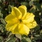 Oenothera drummondii is a species of shrub in family Onagraceae. They have a self-supporting growth form. They are native to