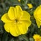 Oenothera drummondii is species of shrub in family Onagraceae. They have a self-supporting growth form. They are native to The