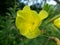 Oenothera, evening primrose (Oenothera sp.) i