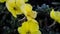 Oenothera flower