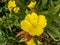 Oenothera fruticosa, narrow-leaved sundrops