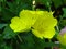 Oenothera fruticosa `Sun Drops` sprawling yellow #perennial bush blooms all summer.