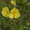 Oenothera fruticosa â€“ Sundrop or Prairie Sundrops two flowers plant detail square