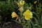 Oenothera fruticosa â€“ Sundrop or Prairie Sundrops upper stem horizontal