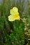 Oenothera fruticosa â€“ Sundrop or Prairie Sundrops vertical