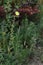 Oenothera fruticosa â€“ Sundrop or Prairie Sundrops whole plant stem vertical