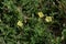 Oenothera laciniata flowers