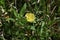 Oenothera laciniata flowers