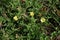 Oenothera laciniata flowers