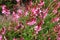 Oenothera lindheimeri, commonly known as Lindheimer\\\'s beeblossom,