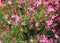 Oenothera lindheimeri, commonly known as Lindheimer\\\'s beeblossom,