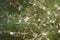 Oenothera lindheimeri, Gaura lindheimeri, Lindheimer`s beeblossom, is a species of Oenothera. Kolympia, Greece