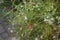 Oenothera lindheimeri, Gaura lindheimeri, Lindheimer`s beeblossom, is a species of Oenothera. Kolympia, Greece