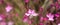 Oenothera lindheimeri Pink Gaura