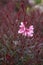 Oenothera lindheimeri with red foliage