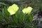 Oenothera macrocarpa with bright yello flowers